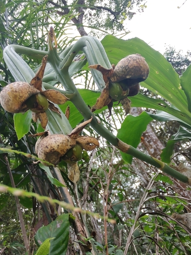 Catasetum cernuum, photograph 3