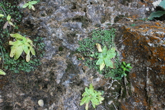 Pinguicula dertosensis