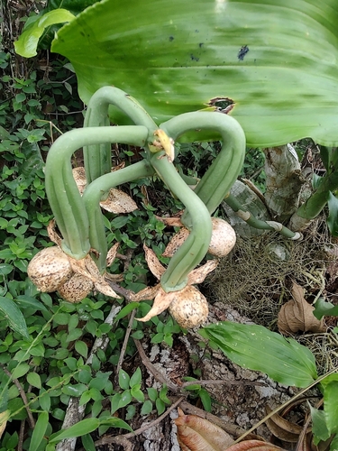 Catasetum cernuum, photograph 4