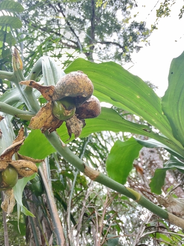 Catasetum cernuum, photograph 5