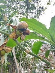 Catasetum cernuum, photograph (c) Cajá-manga, some rights reserved (CC BY)