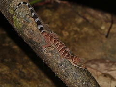 Cyrtodactylus zebraicus