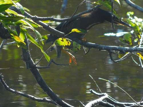 Green Heron (Butorides virescens), photo 6