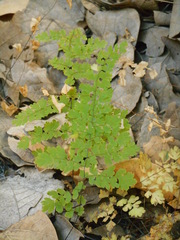 Adiantum concinnum