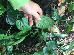 Aristolochia acuminata