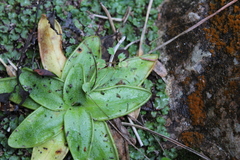 Pinguicula dertosensis