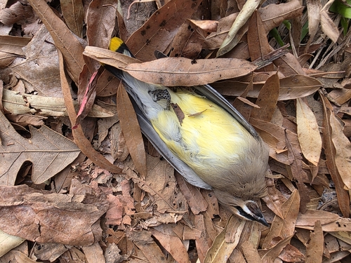 Cedar Waxwing photographed in North Carolina