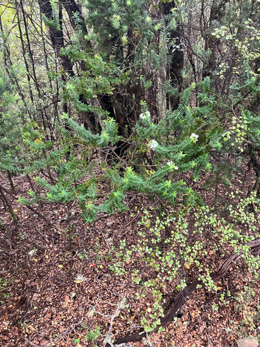 Veronica subfulvida observed 2026-01-02