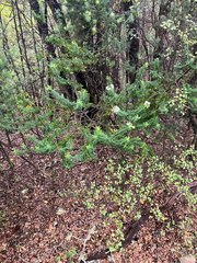 Veronica subfulvida, photograph (c) Cara-Lisa Schloots, some rights reserved (CC BY)