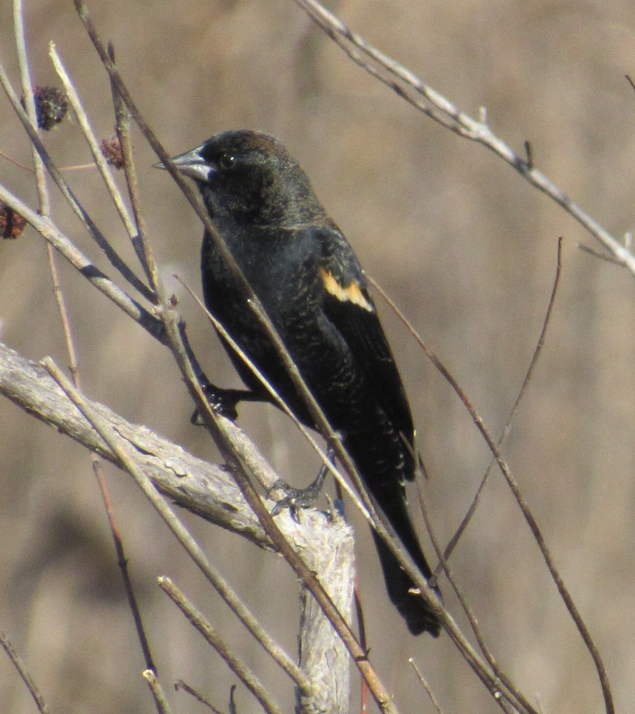 Red-winged Blackbird (Agelaius phoeniceus), photo 1