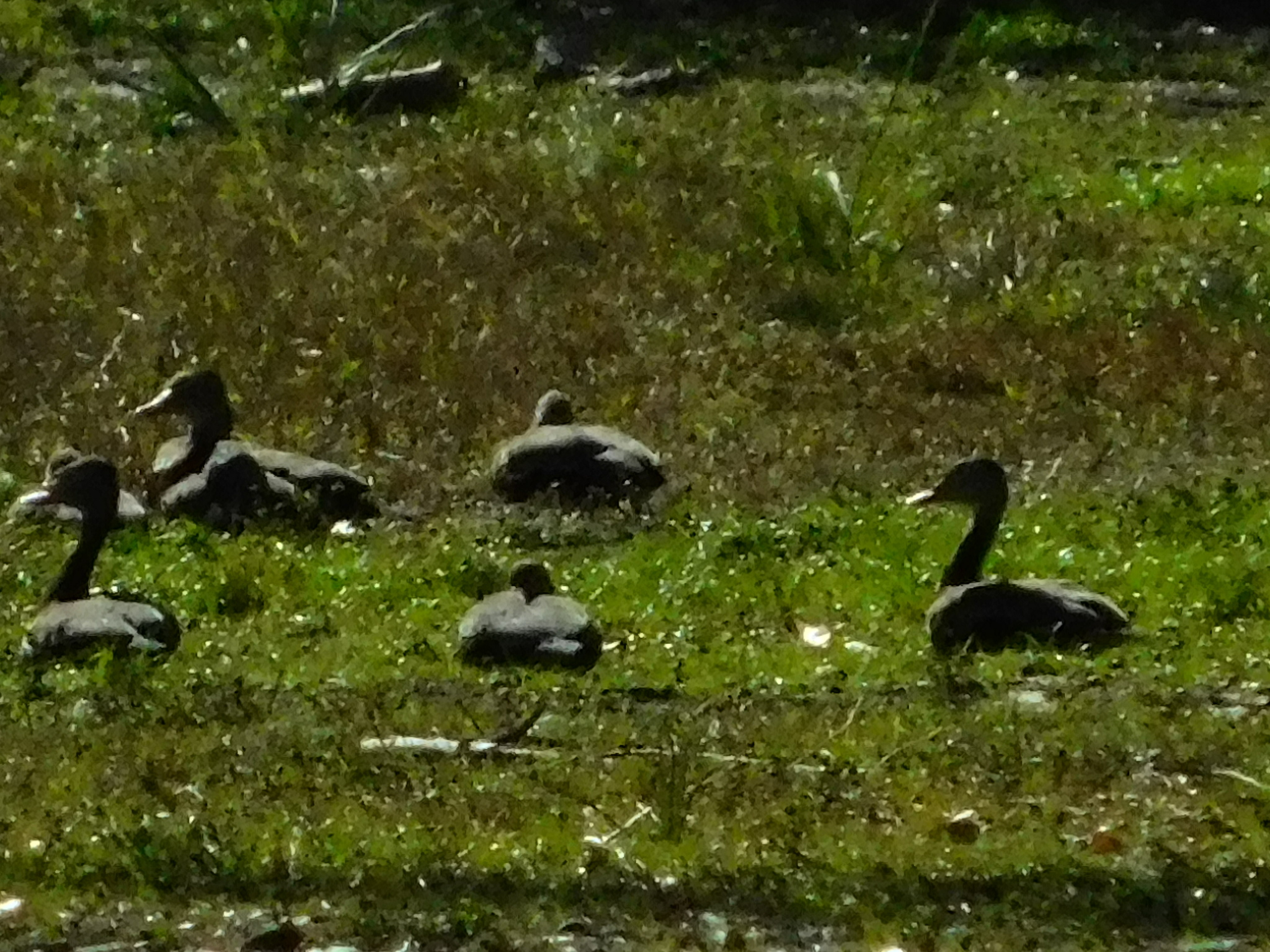 Black-bellied Whistling Duck (Dendrocygna autumnalis), photo 7
