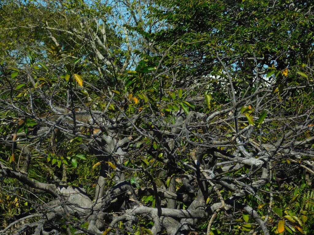 bình bát – Annona glabra