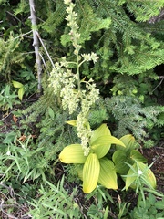 Veratrum viride eschscholtzianum