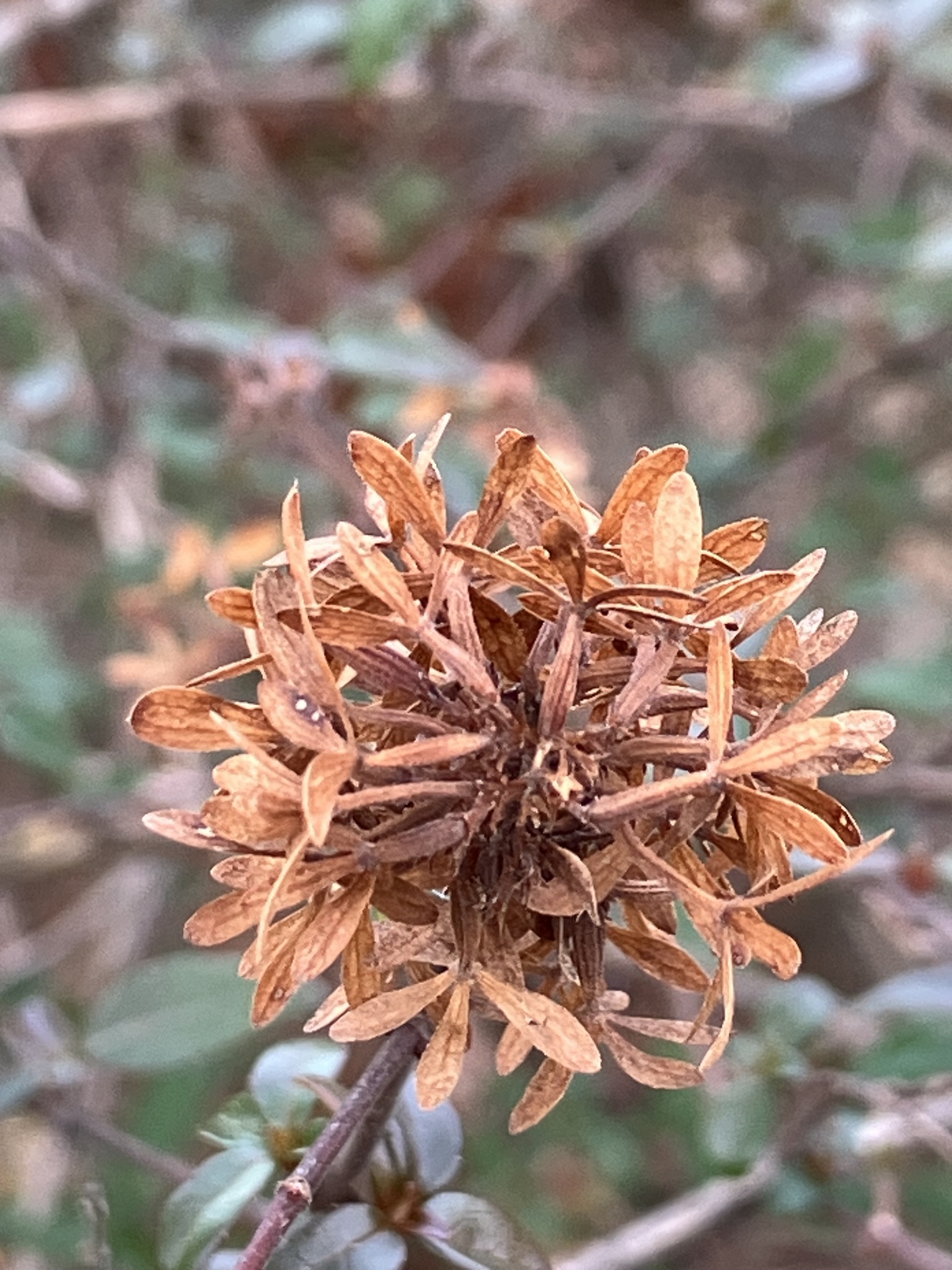 Glossy Abelia (Abelia ×)