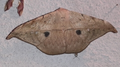Oxydia masthala