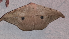 Oxydia masthala