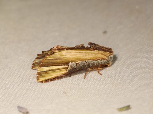 Cetola obscurior