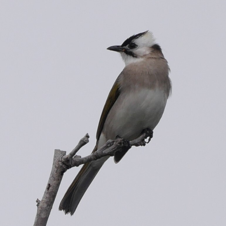 Styan's × Light-vented Bulbul