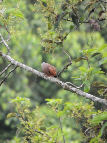 Ruddy Ground Dove (Columbina talpacoti), photo 6