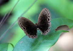 Eunogyra satyrus