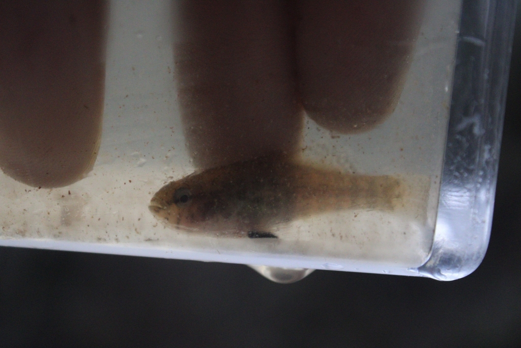 Banded pygmy sunfish (Elassoma zonatum) — Elassomatidae