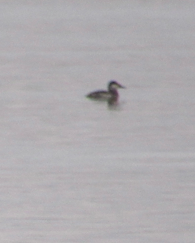 Ruddy Duck (Oxyura jamaicensis), photo 7