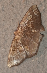 Nematocampa completa