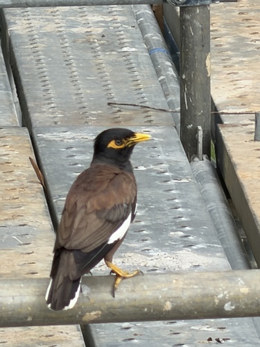 Common Myna (Acridotheres tristis), photo 4