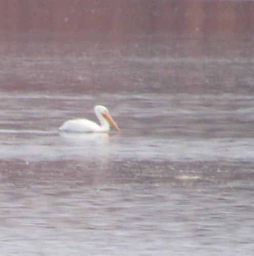 American White Pelican photographed in Oklahoma