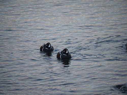 Harlequin Duck (Histrionicus histrionicus), photo 4
