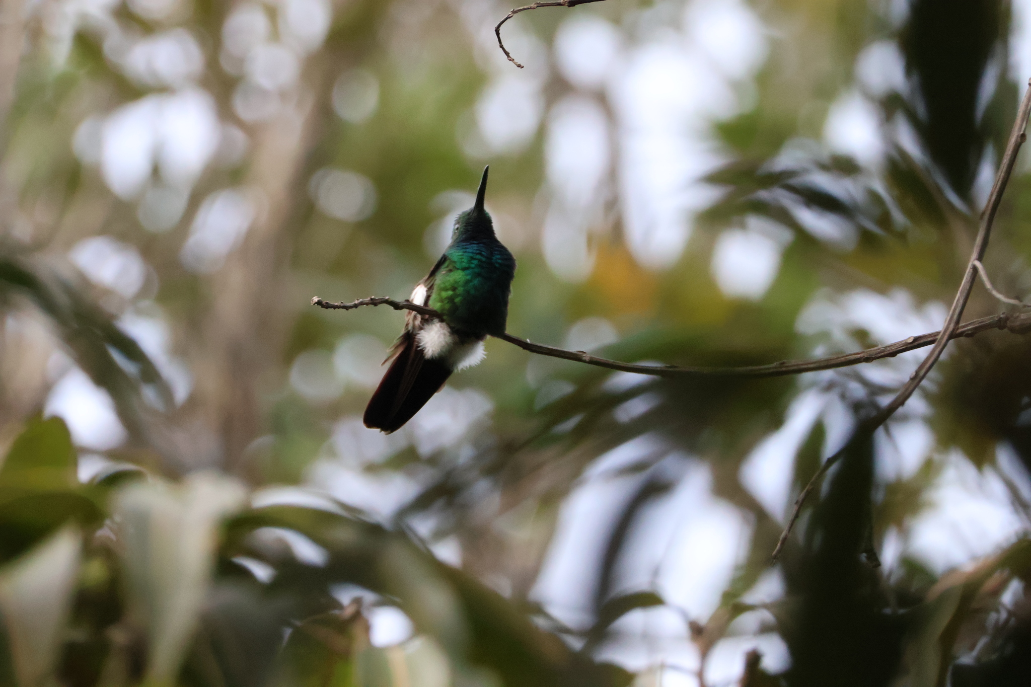 Green-breasted Mango (Anthracothorax prevostii), photo 2