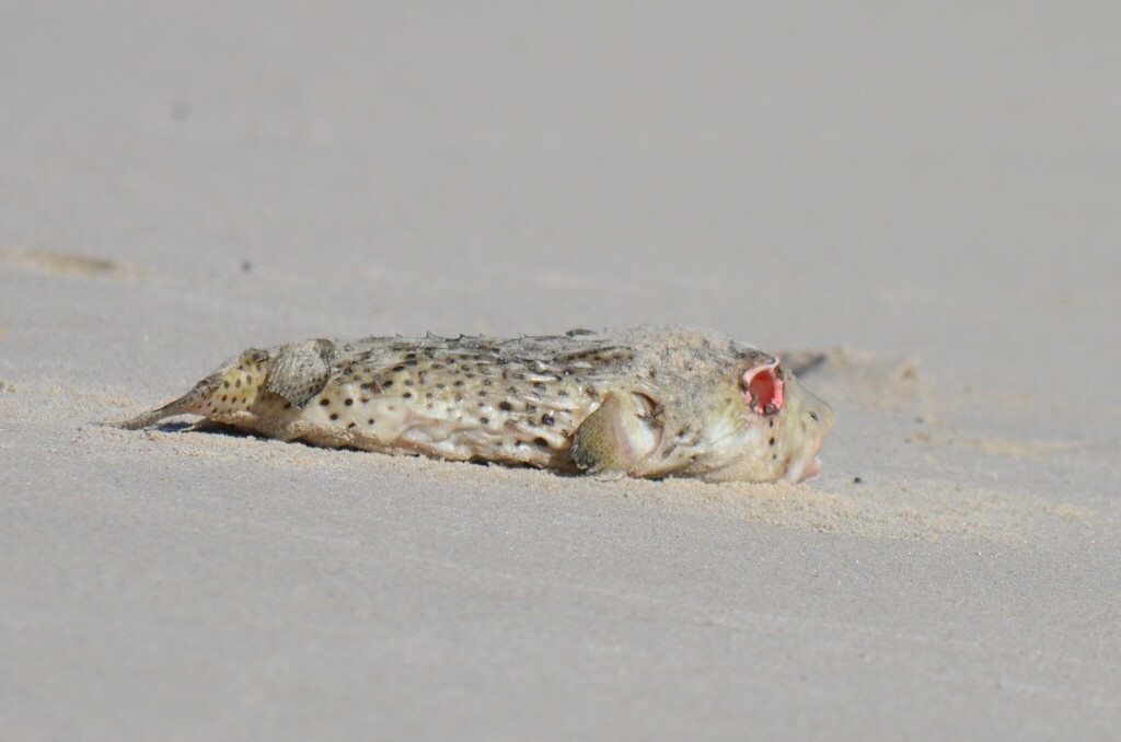 Netvormige egelvis (Chilomycterus reticulatus) — Diodontidae