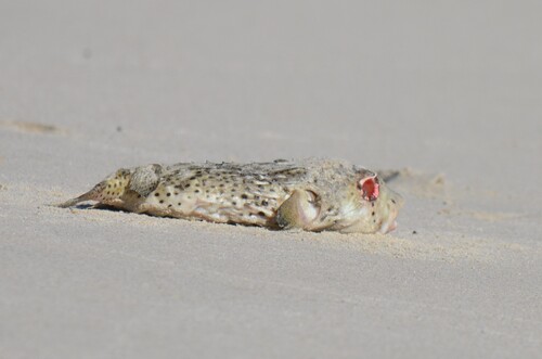 Spotfin burrfish (Chilomycterus reticulatus) — Diodontidae