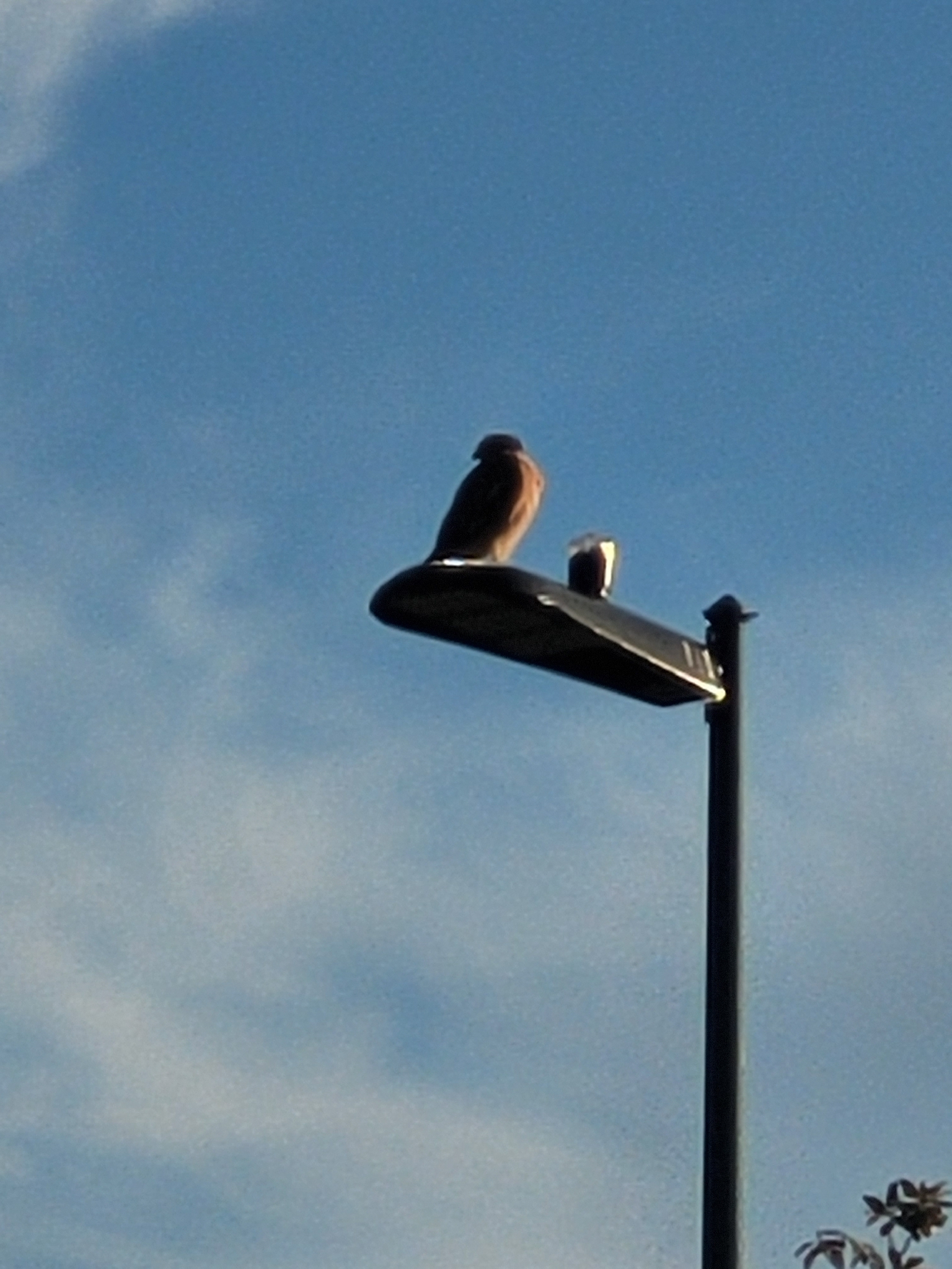 Buteo lineatus (Gmelin, 1788)