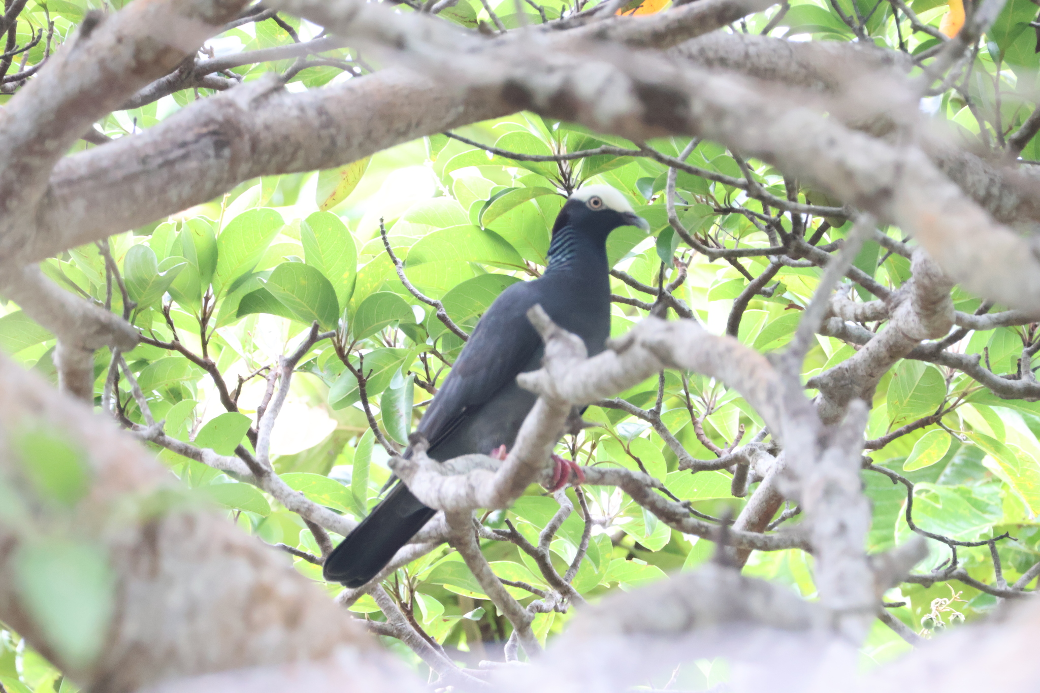 White-crowned Pigeon (Patagioenas leucocephala), photo 3