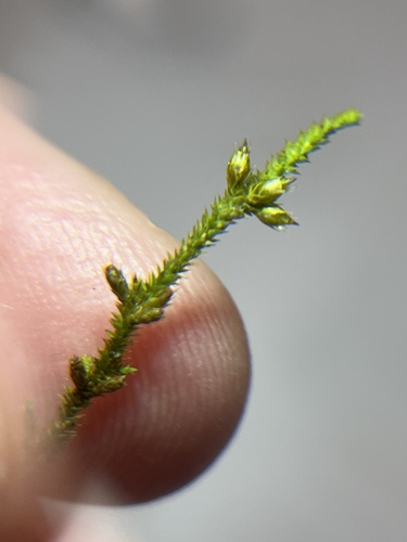 Cryphaea glomerata, 2025-12-23