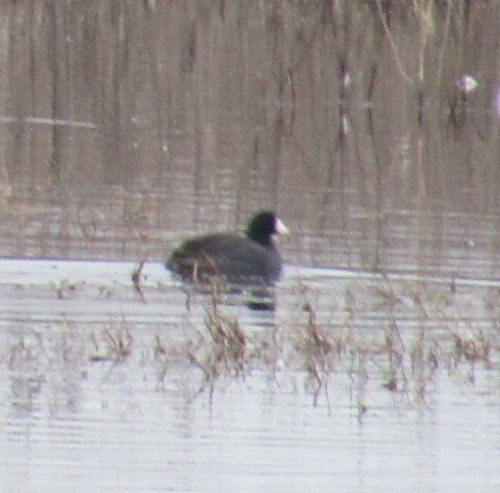 American Coot (Fulica americana), photo 8