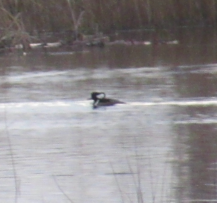 Hooded Merganser (Lophodytes cucullatus), photo 1