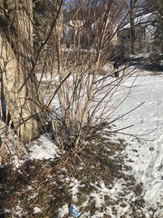 Acer negundo violaceum