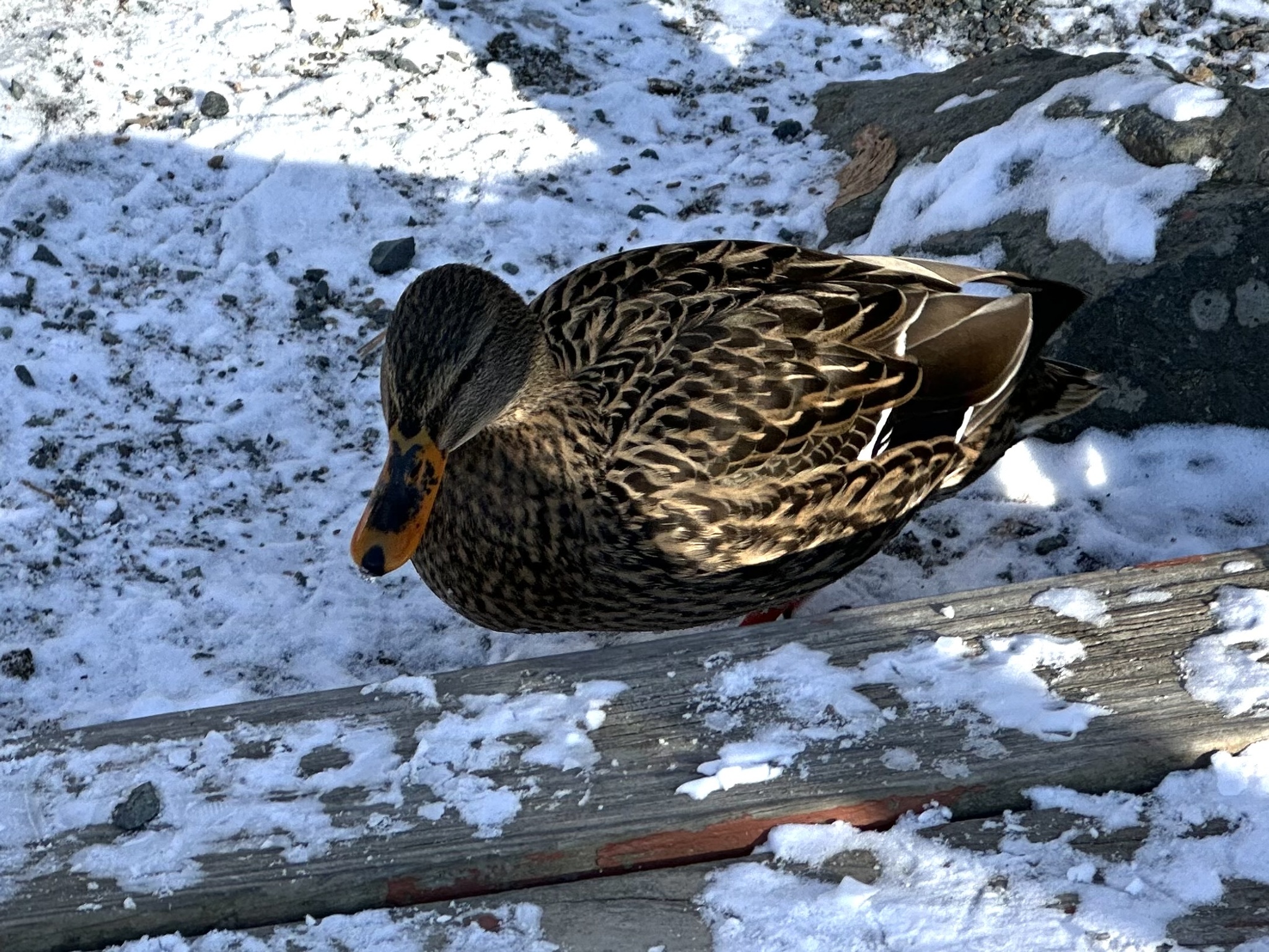 Mallard (Anas platyrhynchos), photo 1