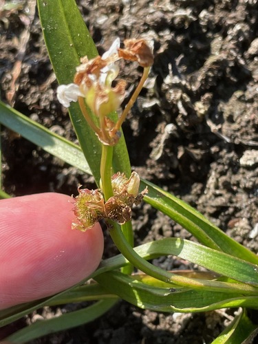 sessile-fruited arrowhead (Sagittaria rigida)