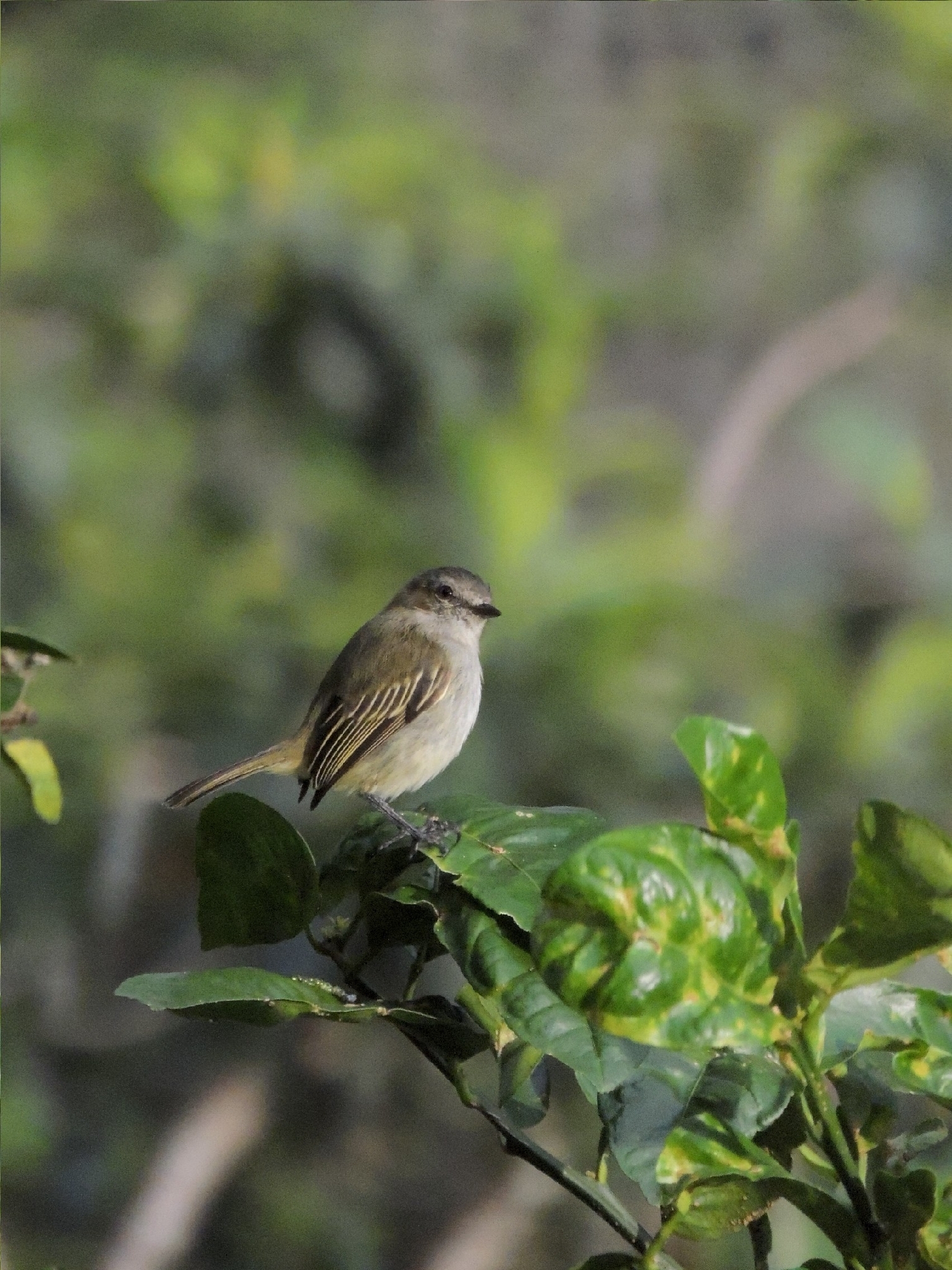 Guatemalan Tyrannulet (Zimmerius vilissimus), photo 2