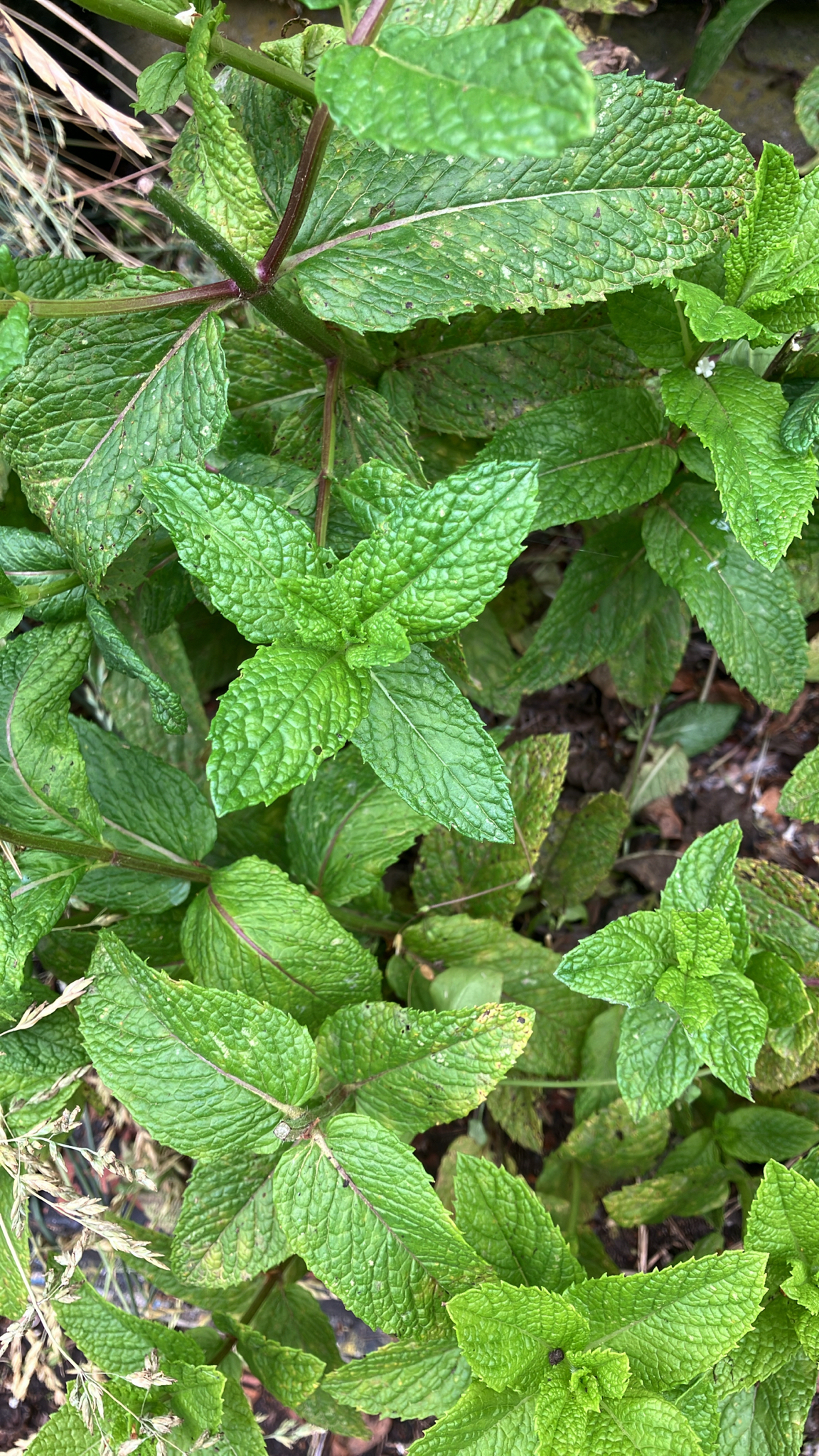 Hydroponic Mint