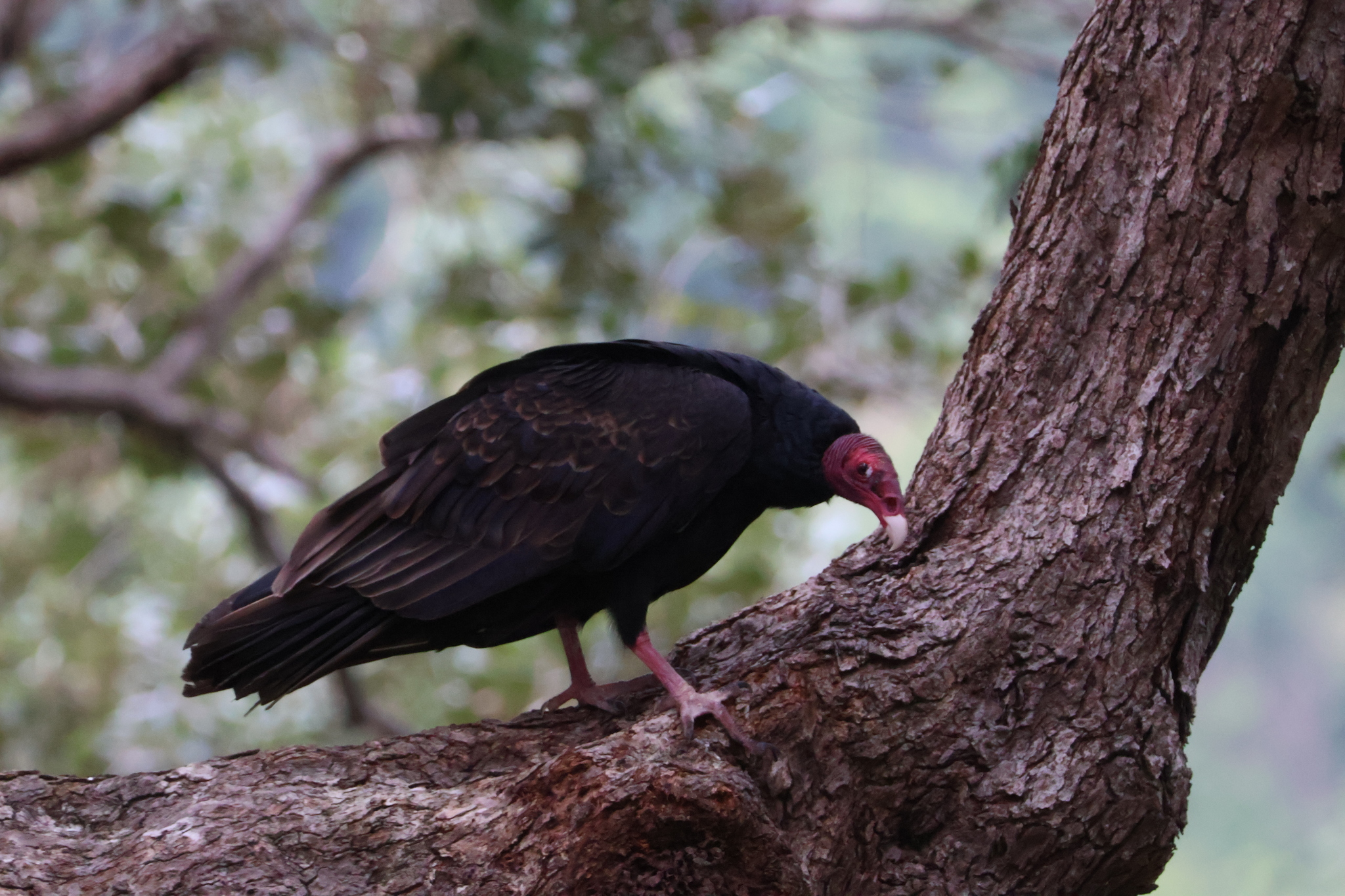 Cathartes aura (Linnaeus, 1758)