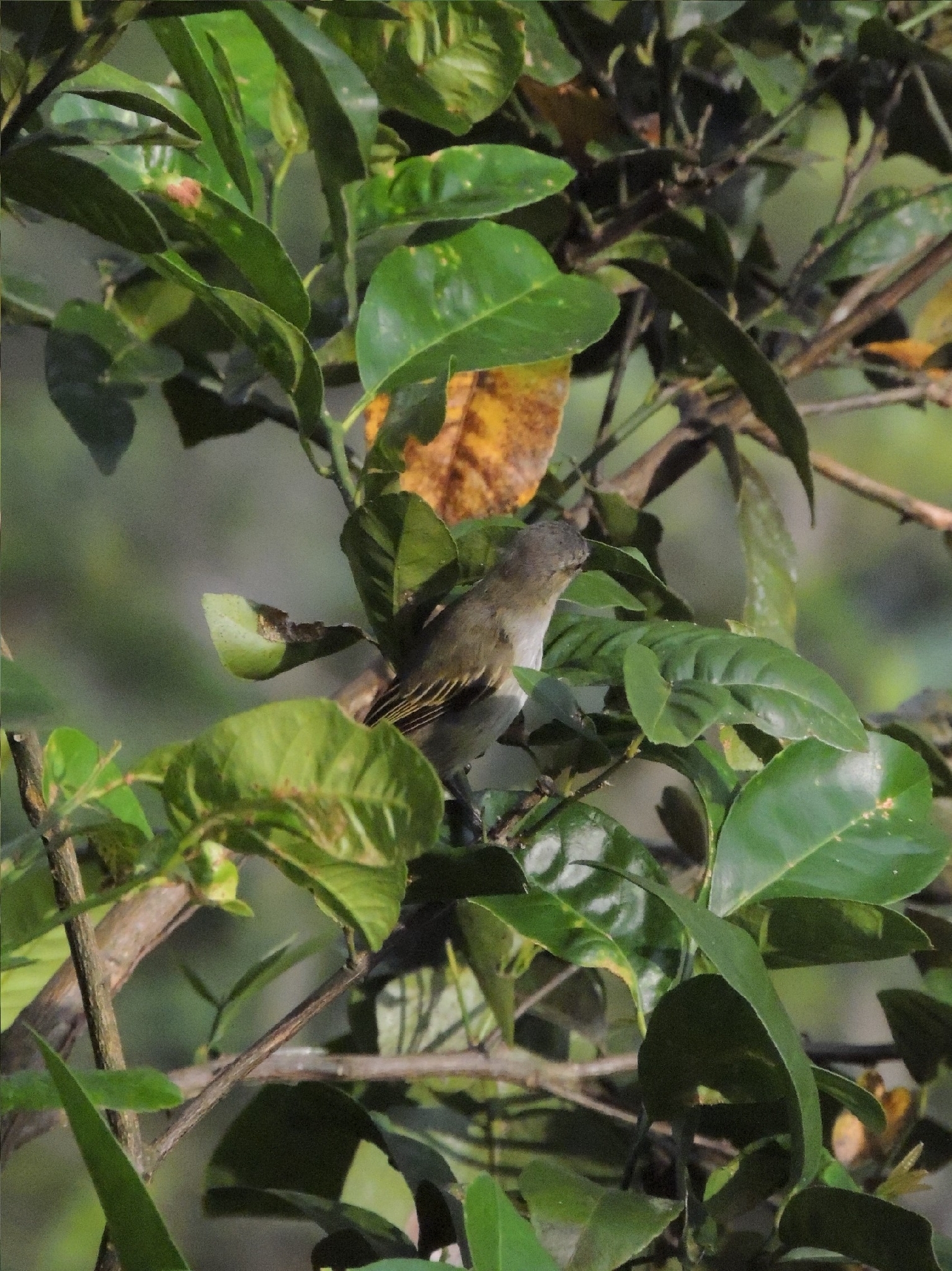 Guatemalan Tyrannulet (Zimmerius vilissimus), photo 3