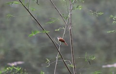 Certhiaxis