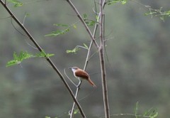 Certhiaxis