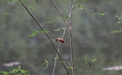 Certhiaxis