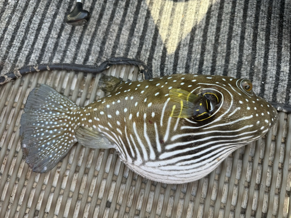 Witgestippelde kogelvis (Arothron hispidus) — Tetraodontidae