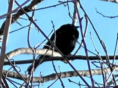 Red-winged Blackbird (Agelaius phoeniceus), photo 3
